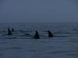 Killer Whales (Orcinus Orca) Carousel Feeding