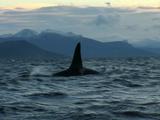 Killer Whales (Orcinus Orca) Travelling