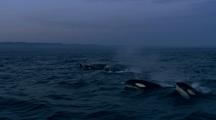 Killer Whales (Orcinus Orca) Attack Gray Whale (Eschrichtius Robustus)