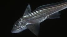 Ratfish, Rabbit Fish (Chimaera monstrosa) 