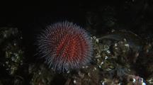 Edible Sea Urchin (Echinus Esculentus) On Mussel Bed (Modiolus)