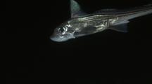 Ratfish, Rabbit Fish (Chimaera monstrosa) 