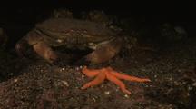 Edible Crab (Cancer Pagurus) Feeding On Modiolus Mussels