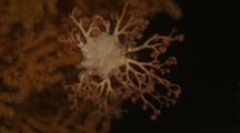 Basket Star (Gorgonocephalus Caputomedusae) On Soft Coral (Paramuricea Placomus)