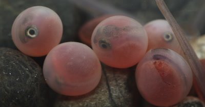 Coho Salmon (Oncorhynchus kisutch) Eggs Hatching