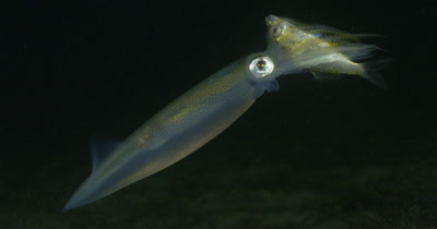 Opalescent Squid (Loligo opalescens) Feeding on Shiner Perch