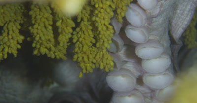 Giant Pacific Octopus (Enteroctopus dofleini) denning and egg care