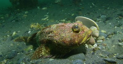 Buffalo Sculpin (Enophrys bison)