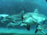 Group Of Playful Bottlenose Dolphin (Tursiops Truncatus)