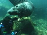 Northern Elephant Seal (Mirounga Angustirostris) Diving, Playing With Diver