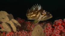 Vermillion- & Copper Rockfish