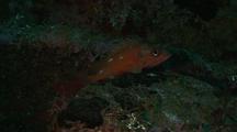 Starry Rockfish / Lobos Canyon Reef