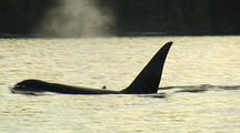 Killer Whales (Orcinus Orca) Transients Of Vancouver Island