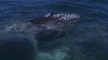 Friendly Gray Whales, Laguna San Ignacio