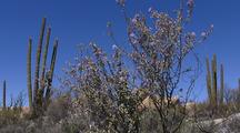 Catavina Boulder Field, Cardon Cacti And Adam's Trees