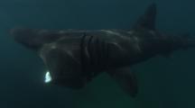 Basking Shark (Cetorhinus Maximus)