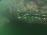 Close-Up Gray Whales Underwater