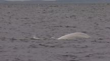 Beluga Whales (Delhinapterus Leucas) Socializing
