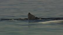 Beluga Whales (Delhinapterus Leucas) Socializing