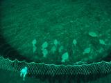 Bottom Trawl Chasing Cod, Haddock And Flatfish Viewed From Above Beam Rollers