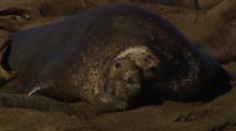 Northern Elephant Seal (Mirounga Angustirostris) 