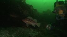 Brown Rockfish Sebastes Auriculatus With Diver