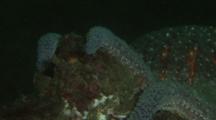 Quillback Rockfish, Sebastes Maliger