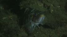 Quillback Rockfish, Sebastes Maliger