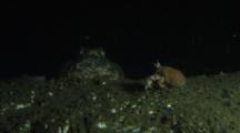 Buffalo Sculpin, Enophrys Bison