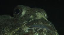 Buffalo Sculpin, Enophrys Bison