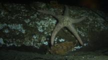 Sailfin Sculpin, Pink Starfish, Drift Log