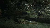 Dungeness Crab, Shiner Perch, Drift Log