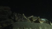 Sailfin Sculpin, Nautichthys Oculofasciatus, Drift Log, Shiner Perch