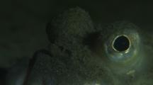 Starry Flounder Eye, Platichthys Stellatus