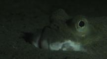 Starry Flounder Eye, Platichthys Stellatus