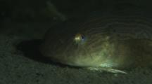 Showy Snailfish, Liparis Pulchellus