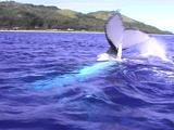 Humpback Whale Surface Activity