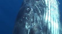 Extreme Close Up Humpback Whale Eye