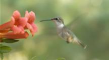 Ruby-Throated Hummingbird Drinking Nectar From Flower (Trumpet Creeper) (Slow Motion) 2 