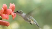 Ruby-Throated Hummingbird Drinking Nectar From Flower (Trumpet Creeper) (Slow Motion) 3 