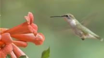 Ruby-Throated Hummingbirds  Drinking Nectar From Flower (Trumpet Creeper) Slow Motion) 5