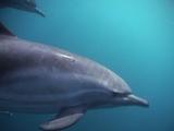 Common Dolphins Underwater Tracking Shot From Bow Of Boat.