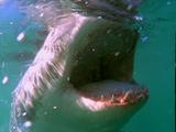 Great White Shark , Carcharodon Carcharias, 