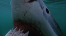 Great White Shark ,White Shark, Carcharodon Carcharias, 