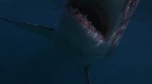 Great White Shark Attack Stock Footage