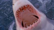 Great White Shark-Opening Mouth On Surface