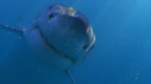 Great White Shark Close Approach Toward Camera
