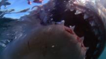 Great White Shark Bites Camera, Close Up Teeth