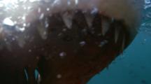 Great White Shark Teeth Stock Footage