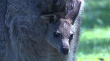 Closeup Of A Young Kangaroo (Joey) In The Pouch Of Its Mother